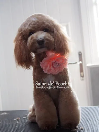 Salon de’ Pooch