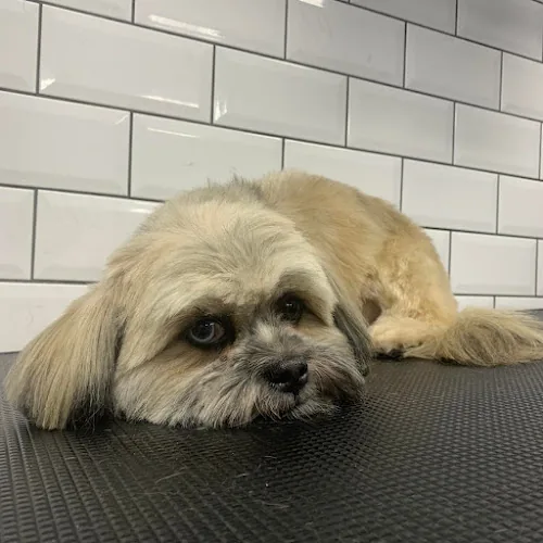 Shiney Paws Dog Grooming