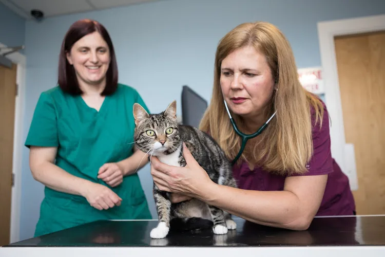 SimplyCats Vet Clinic