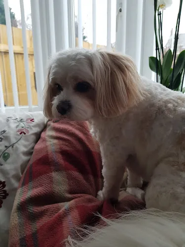 Stylish Pups Grooming Salon