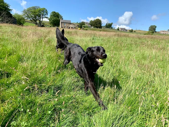 Swinhope Mill Home Boarding And Doggy Daycare