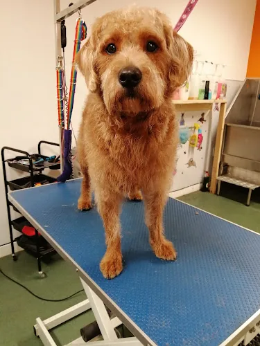 Tail Wags Groomers