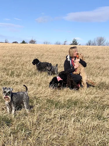 Take me out! Pet Services