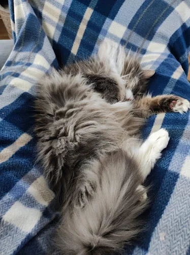 The Cat's Pyjamas Hotel