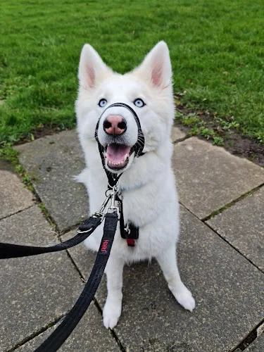 The Dog Pamperer