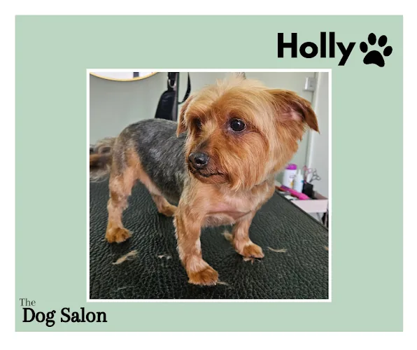The Dog Salon - Hebburn