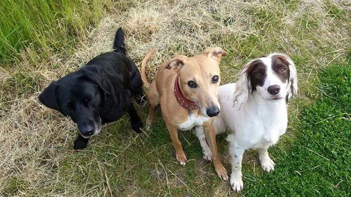 The Doggy & Moggy Maid
