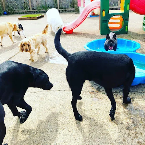 the K9 Creche
