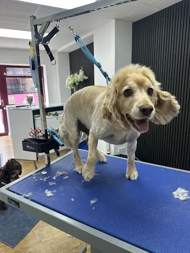 The Pawtique