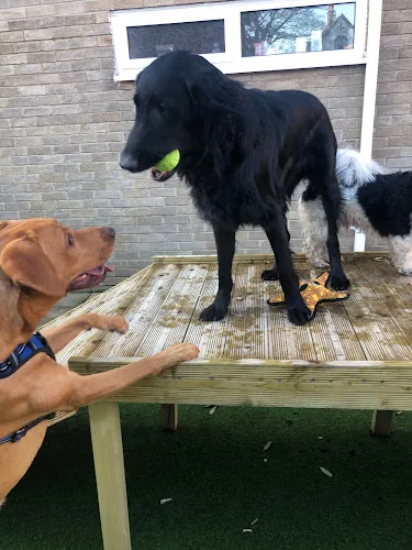 The Playhound