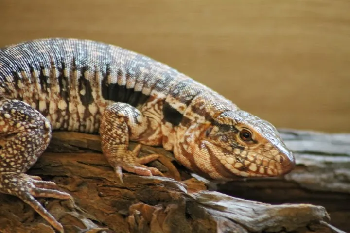 The Reptile Hotel