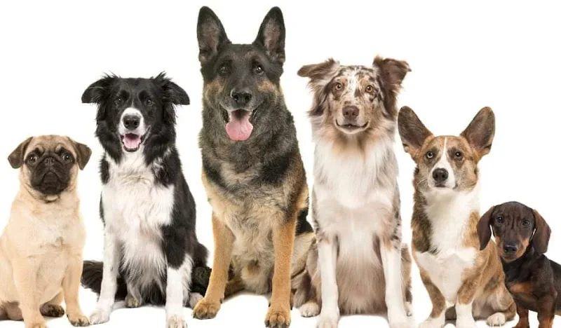 The V.I.Pooch Parlour