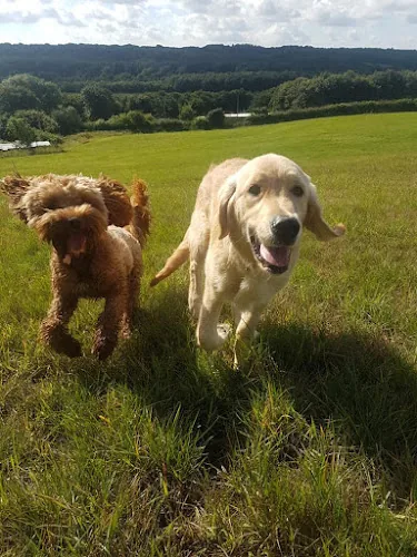 Thee Fairy Dogmother Dog Walking Services