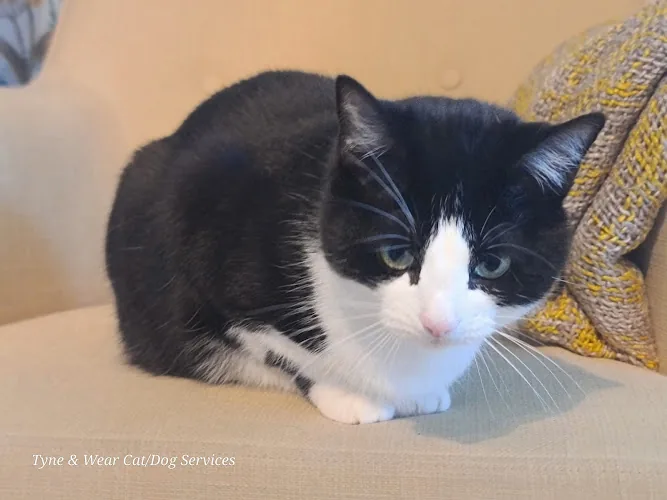 Tyne and Wear cat and dog services