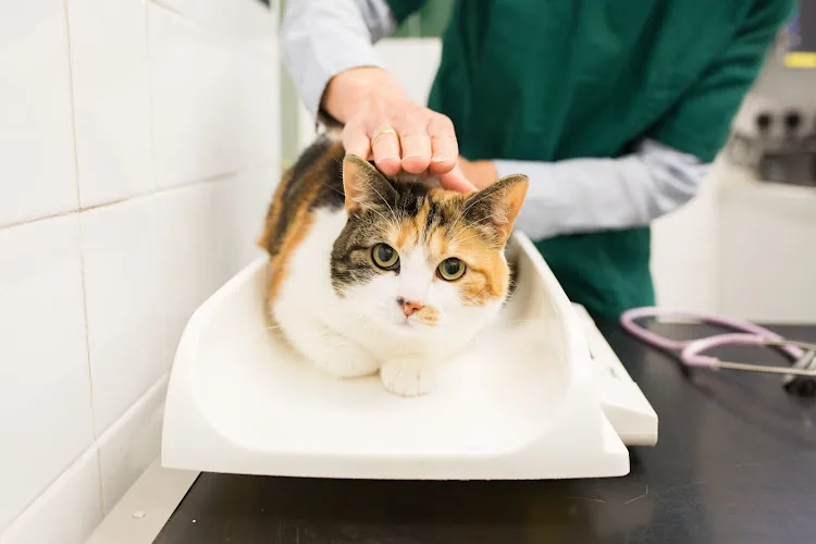 Tyne Veterinary Clinic