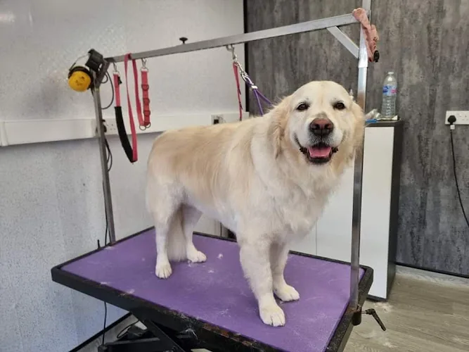V I P Dog Grooming Services