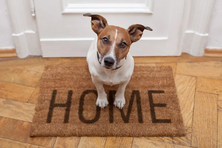 Vets 2 Your Pets - Durham