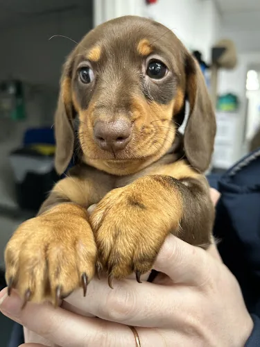 Vets4Pets - North Tyneside