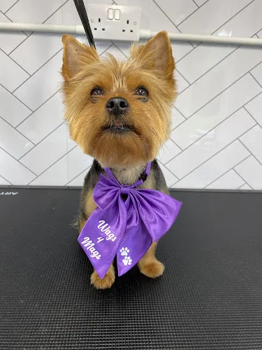 Wags4Mags Dog Grooming