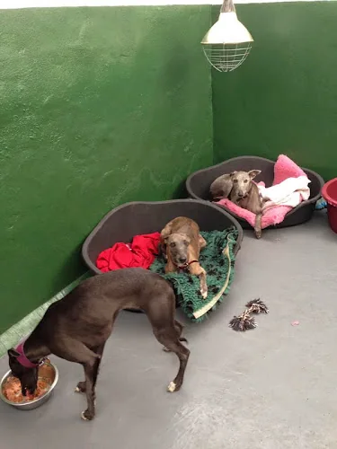 Wagtails Farm Stay Kennels