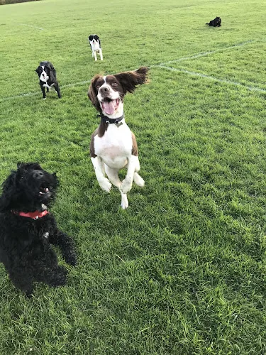 Walk in the Park Pet Services