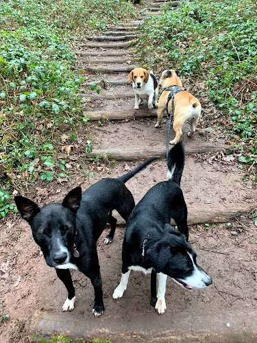 Walk the hills dog walking