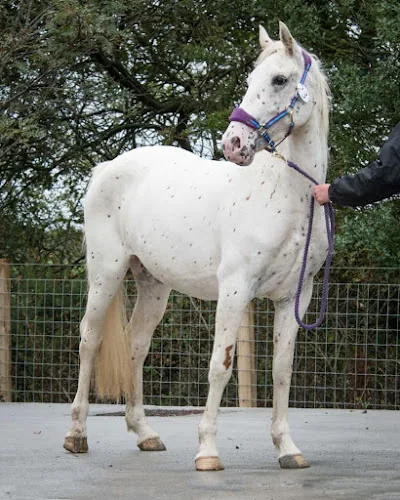 West Moor Farm Equestrian Centre