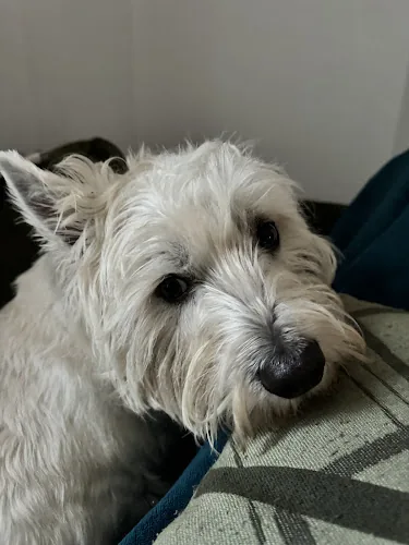 Westie Rescue UK (WRUK) Registered Charity