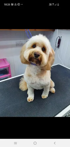 Westoe Dog Grooming