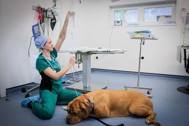 Westway Veterinary Group, Whickham