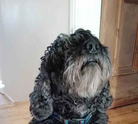 Whitley Bay Dog Walking and Pet Sitting
