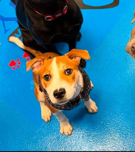 Whitley Bay | The Doggy Day Care Centre