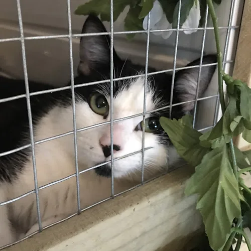 Willows Cat Adoption Centre
