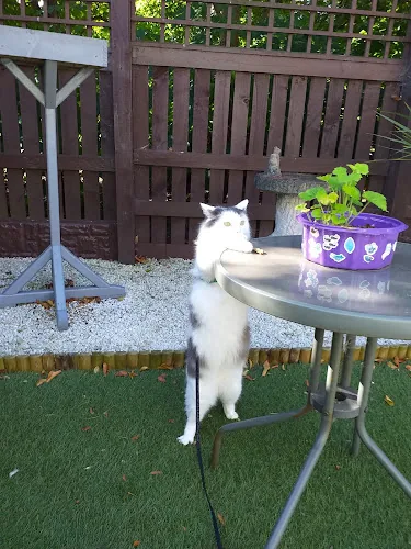 Winchester Cattery